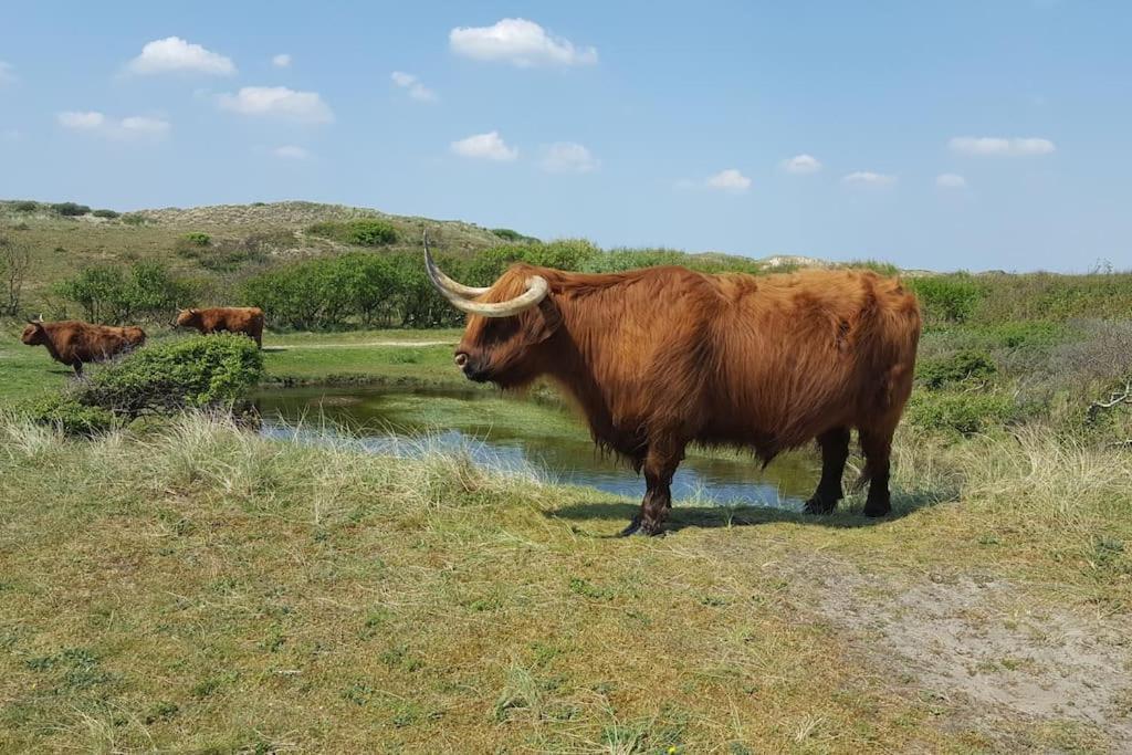 Cottage Egmond-Binnen Met Besloten Tuin Zewnętrze zdjęcie
