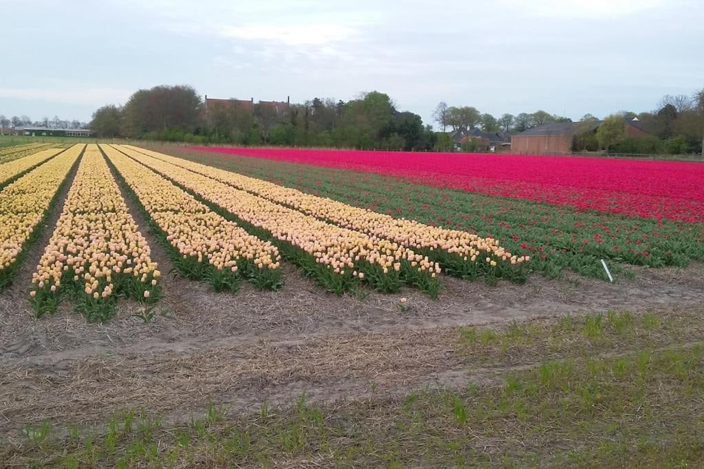 Cottage Egmond-Binnen Met Besloten Tuin Zewnętrze zdjęcie