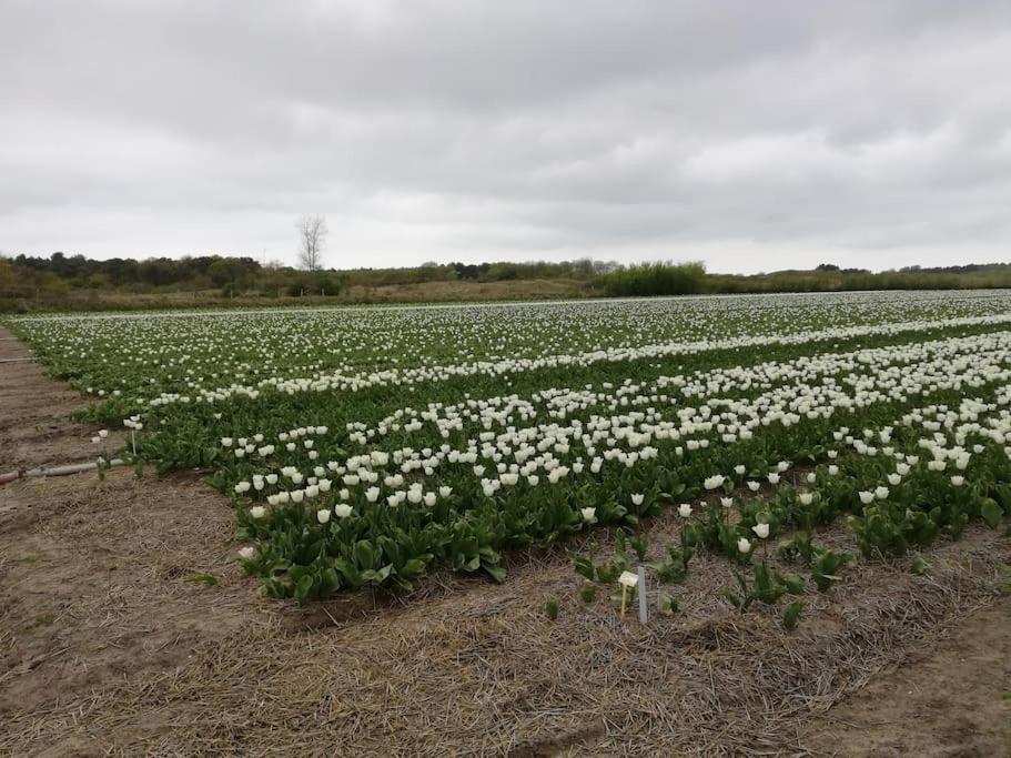 Cottage Egmond-Binnen Met Besloten Tuin Zewnętrze zdjęcie