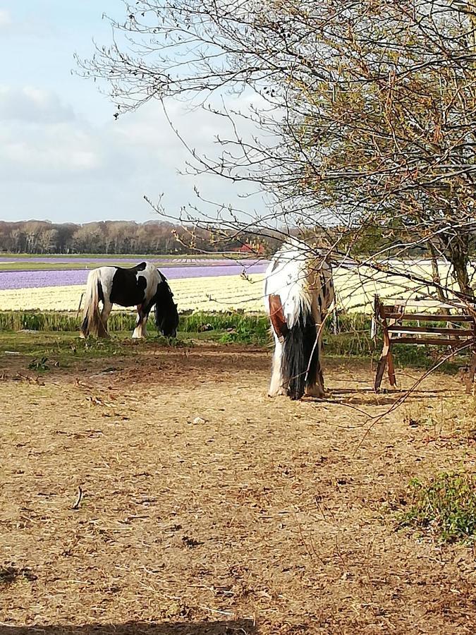 Cottage Egmond-Binnen Met Besloten Tuin Zewnętrze zdjęcie