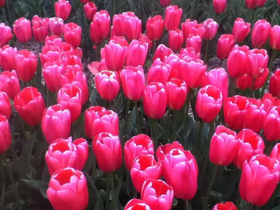 Cottage Egmond-Binnen Met Besloten Tuin Zewnętrze zdjęcie